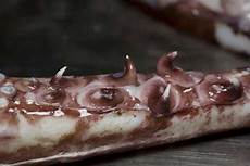 Squid
