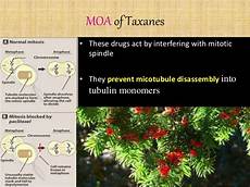 Taxanes