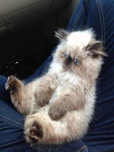 Teddy