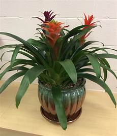 Tropical Plants