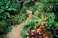 Tropical Plants