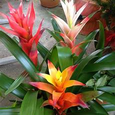 Tropical Plants