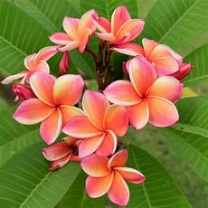 Tropical Plants