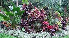 Tropical Plants