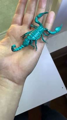 UV Lamp
