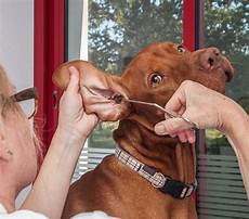 Veterinary instruments
