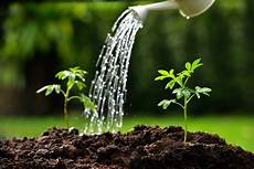 Waterer