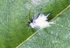 White Cotton