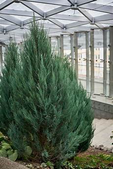 Winter Garden Glass Ceiling