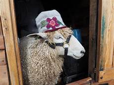 Wool Fiber