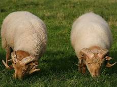 Wool Fiber