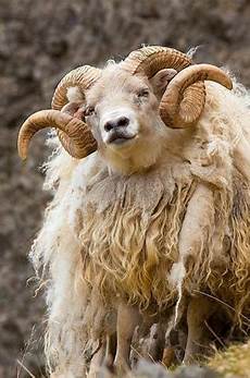 Wool Yarn